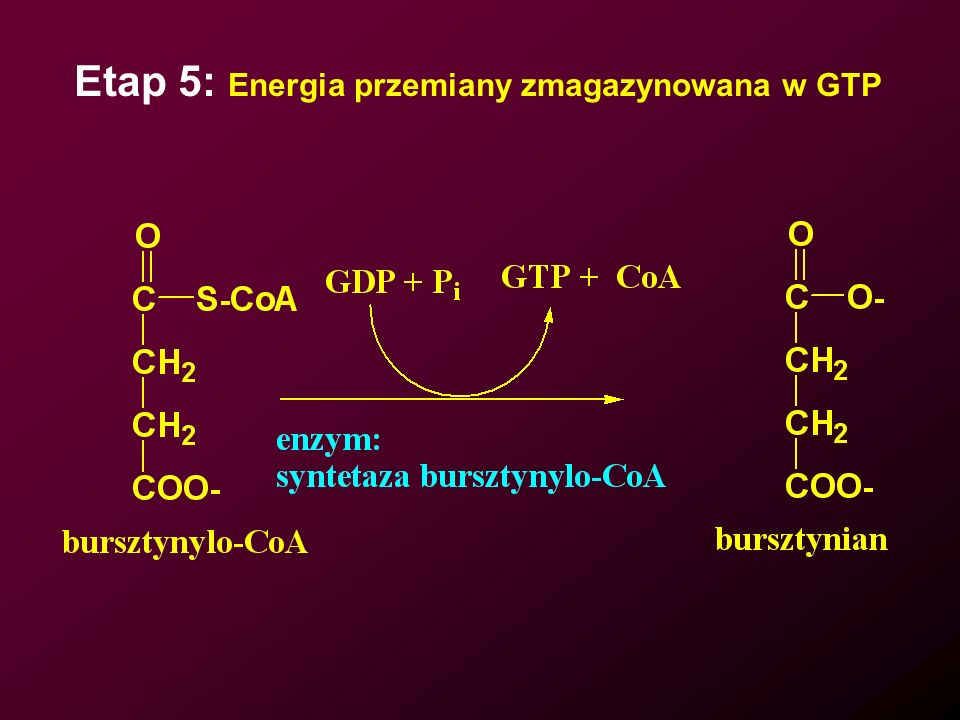 Etap 5: Energia przemiany zmagazynowana w GTP