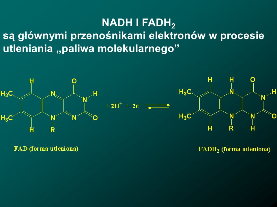 NADH I FADH2 są głównymi przenośnikami elektronów w procesie utleniania „paliwa molekularnego