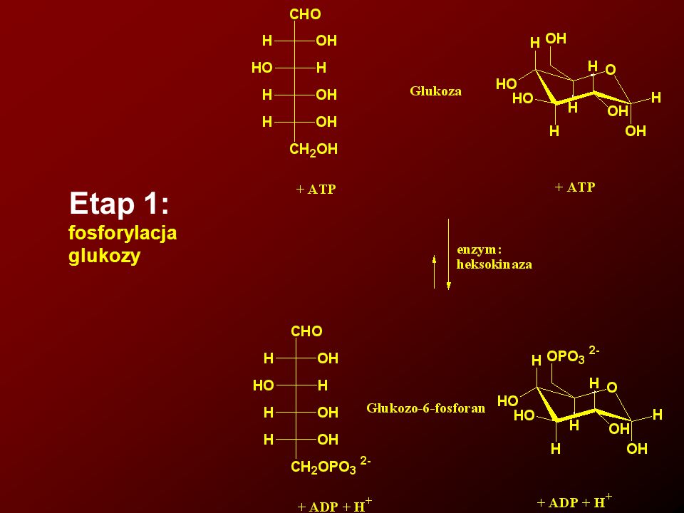 Etap 1: fosforylacja glukozy