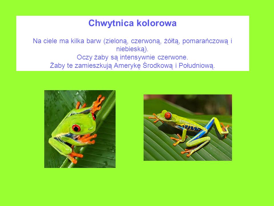 Chwytnica kolorowa Na ciele ma kilka barw (zieloną, czerwoną, żółtą, pomarańczową i niebieską). Oczy żaby są intensywnie czerwone.