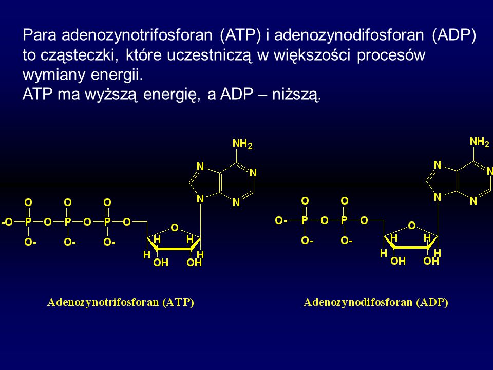 Para adenozynotrifosforan (ATP) i adenozynodifosforan (ADP)