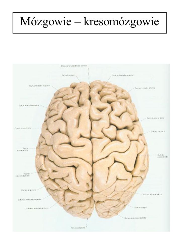 Mózgowie – kresomózgowie