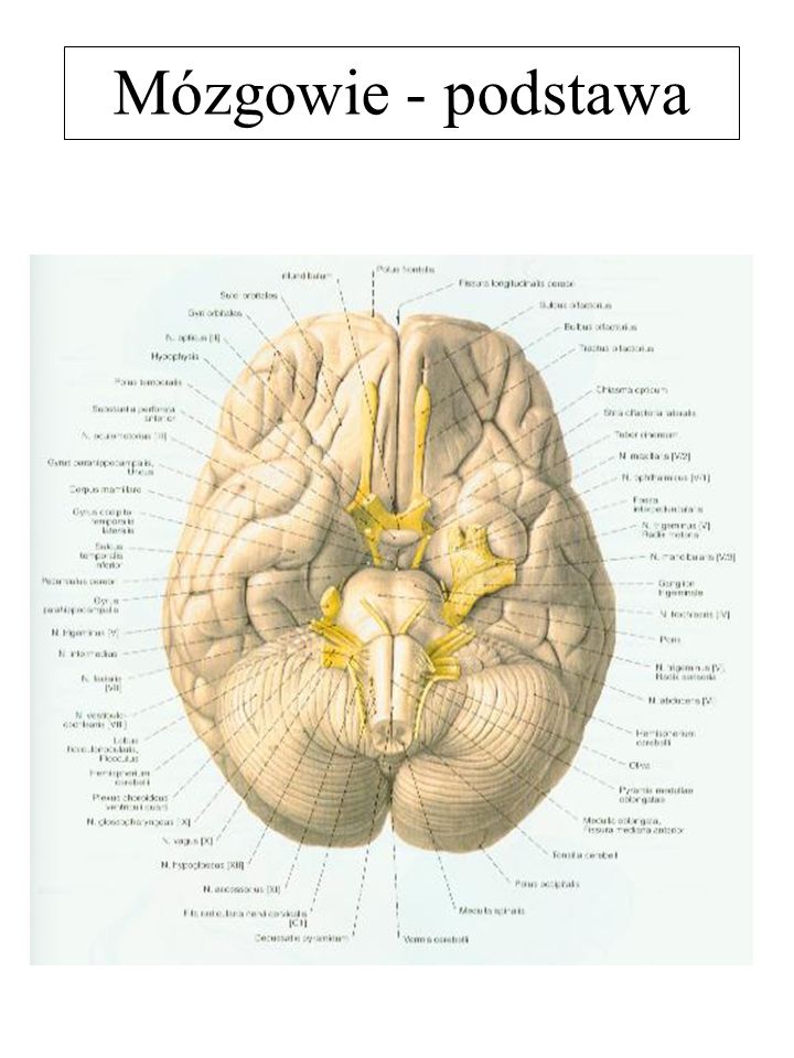 Mózgowie - podstawa