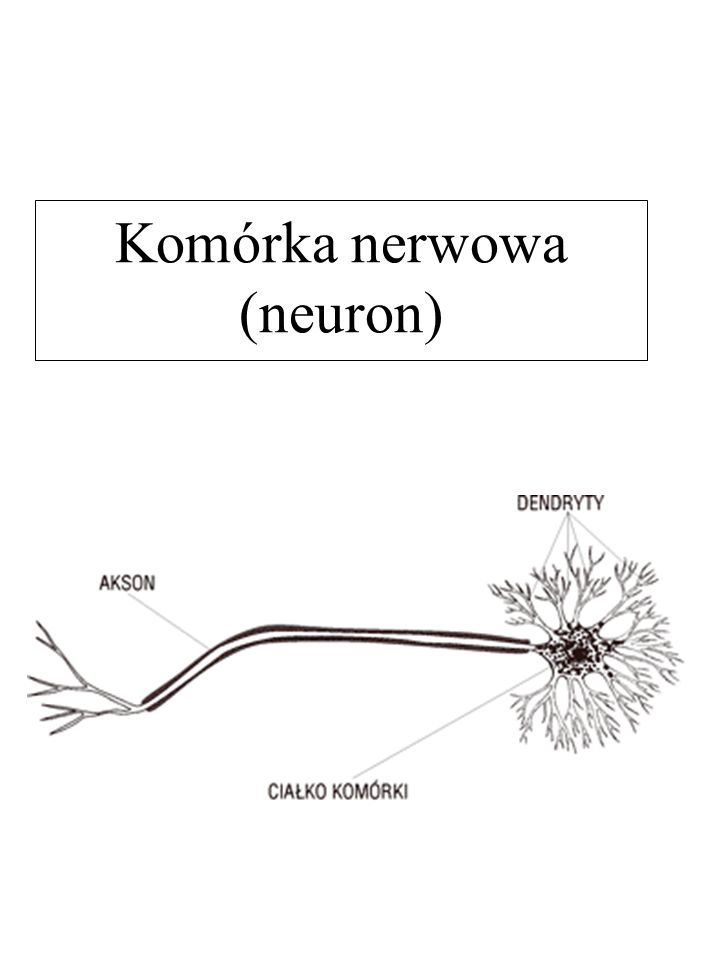 Komórka nerwowa (neuron)