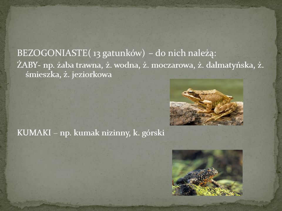 BEZOGONIASTE( 13 gatunków) – do nich należą:
