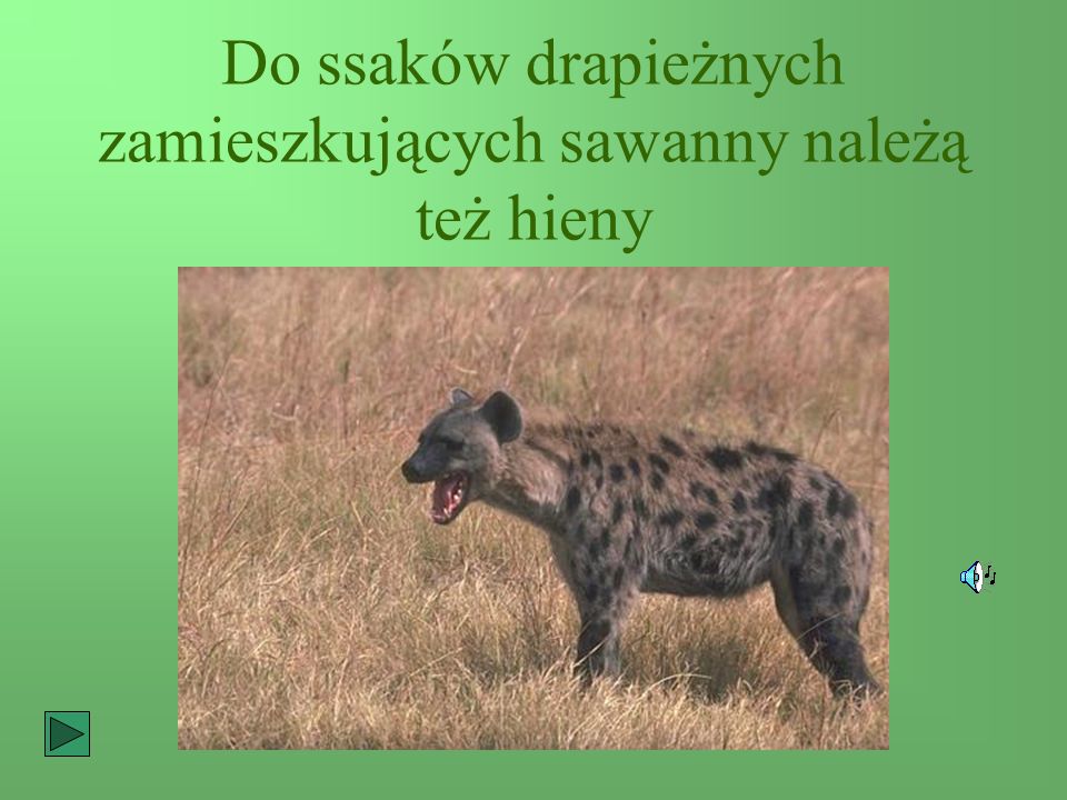 Do ssaków drapieżnych zamieszkujących sawanny należą też hieny
