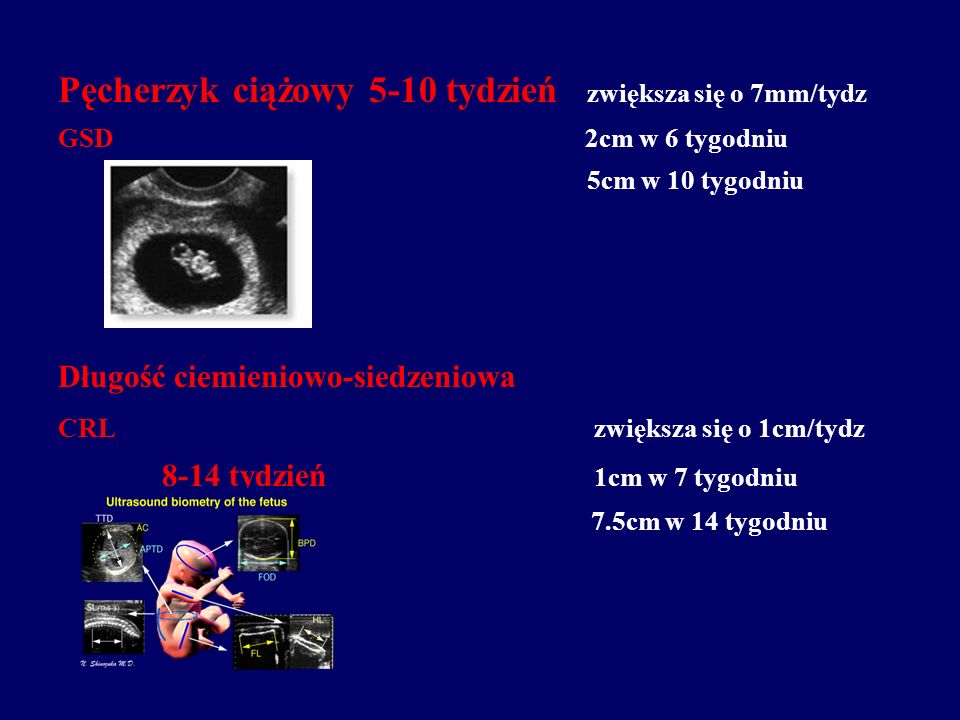 Pęcherzyk ciążowy 5-10 tydzień zwiększa się o 7mm/tydz GSD