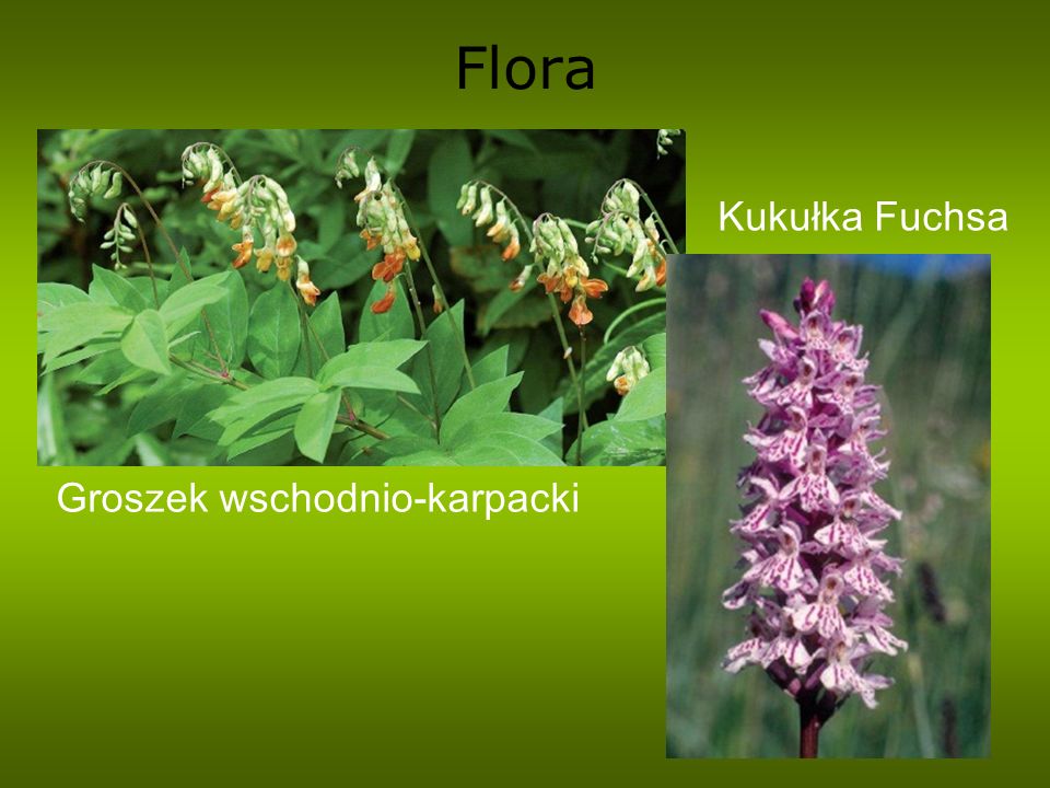 Flora Kukułka Fuchsa Groszek wschodnio-karpacki