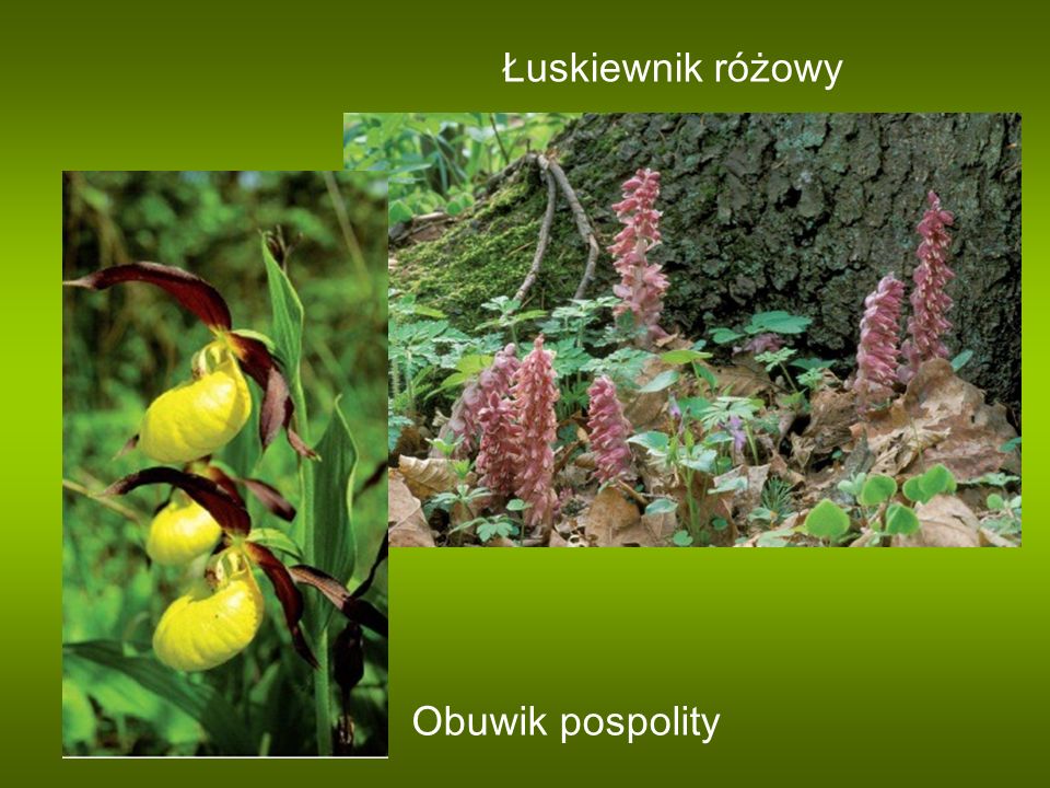 Łuskiewnik różowy Obuwik pospolity