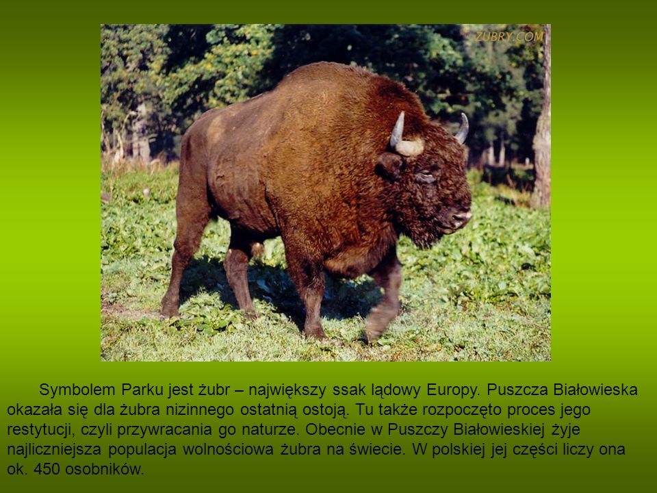 Symbolem Parku jest żubr – największy ssak lądowy Europy