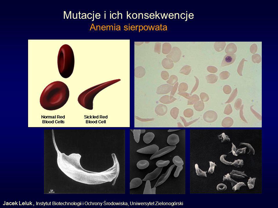 Mutacje i ich konsekwencje Anemia sierpowata