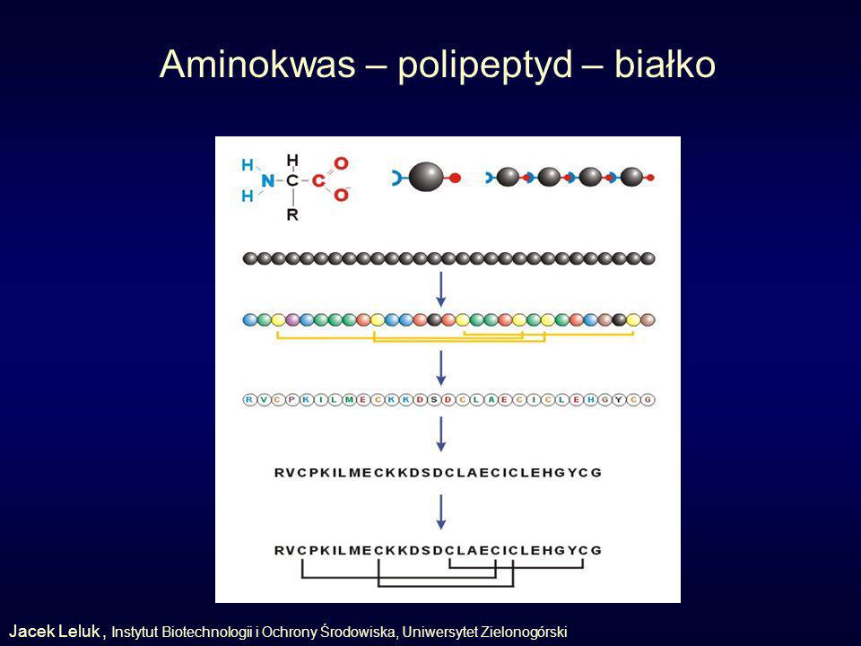 Aminokwas – polipeptyd – białko