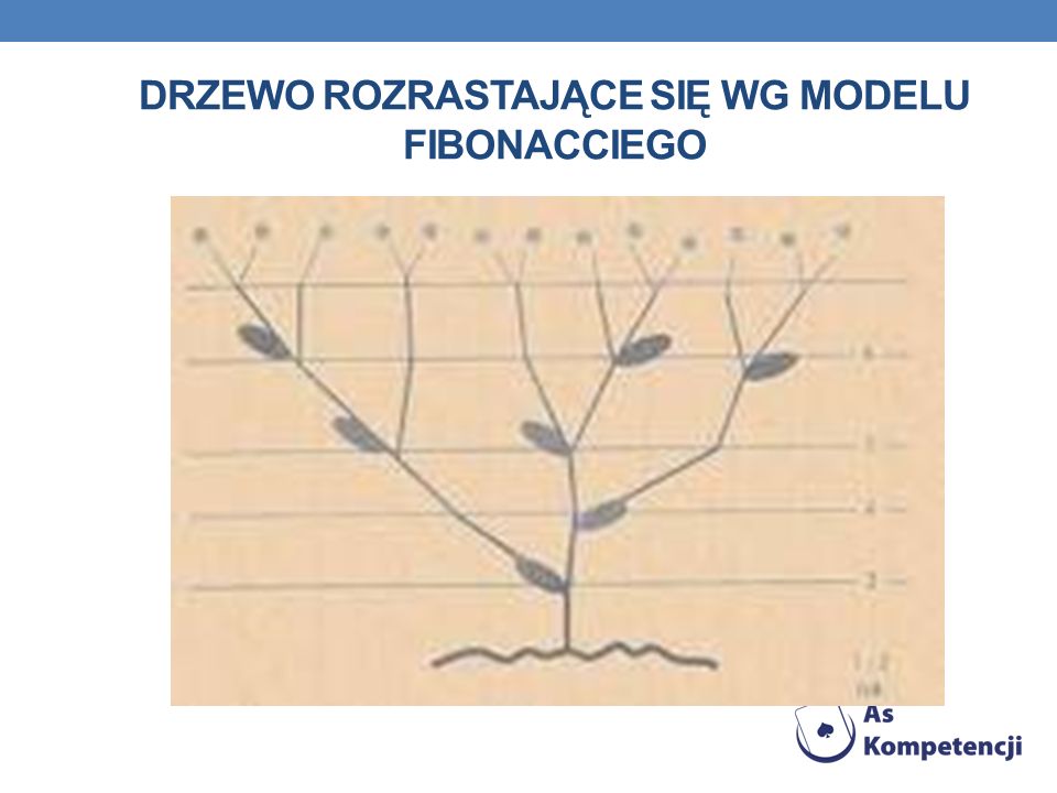 Drzewo rozrastające się wg modelu fibonacciego