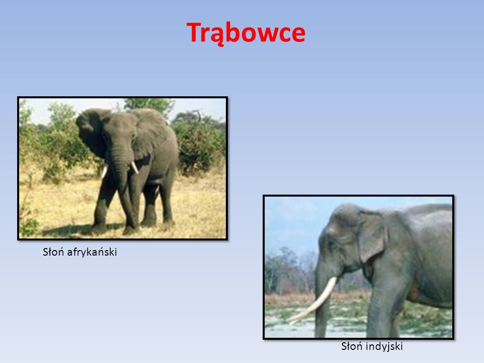 Trąbowce Słoń afrykański Słoń indyjski