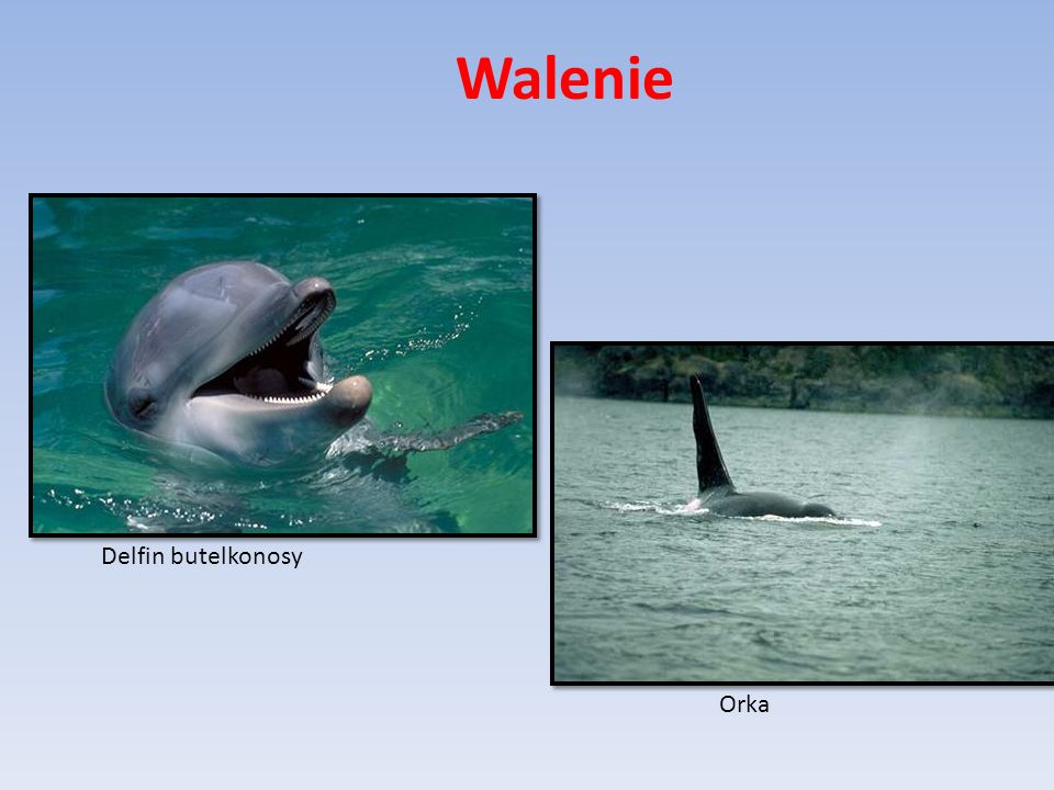 Walenie Delfin butelkonosy Orka