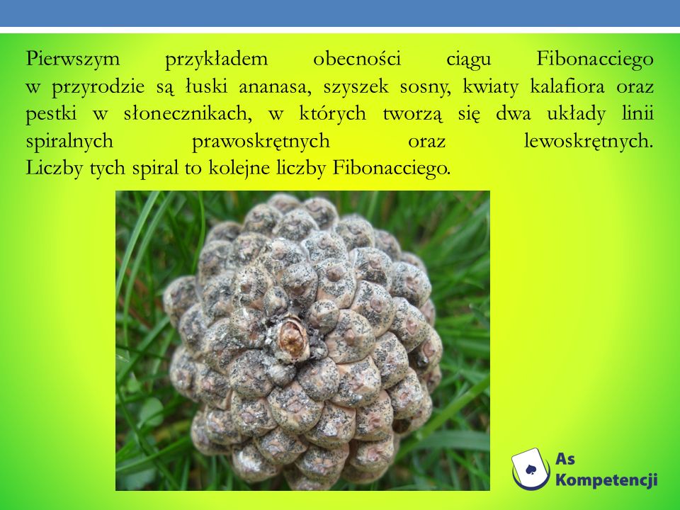 Pierwszym przykładem obecności ciągu Fibonacciego w przyrodzie są łuski ananasa, szyszek sosny, kwiaty kalafiora oraz pestki w słonecznikach, w których tworzą się dwa układy linii spiralnych prawoskrętnych oraz lewoskrętnych.