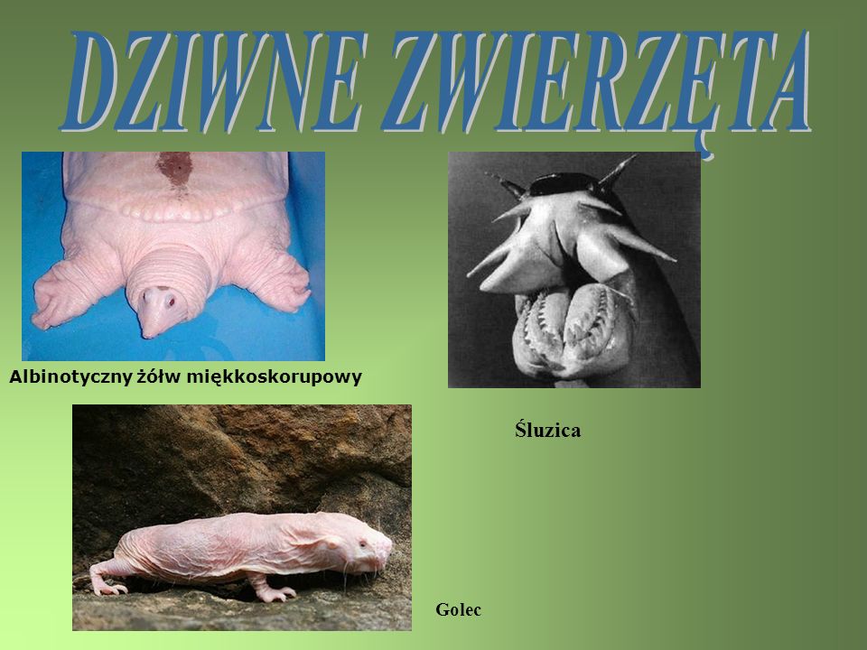 DZIWNE ZWIERZĘTA Albinotyczny żółw miękkoskorupowy Śluzica Golec