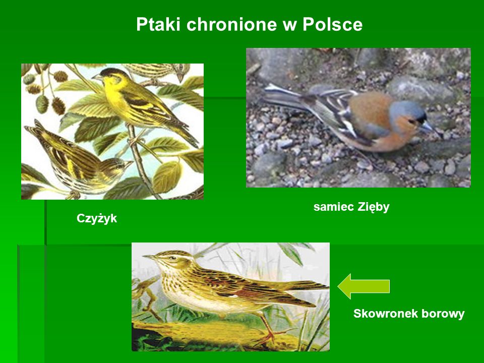 Ptaki chronione w Polsce
