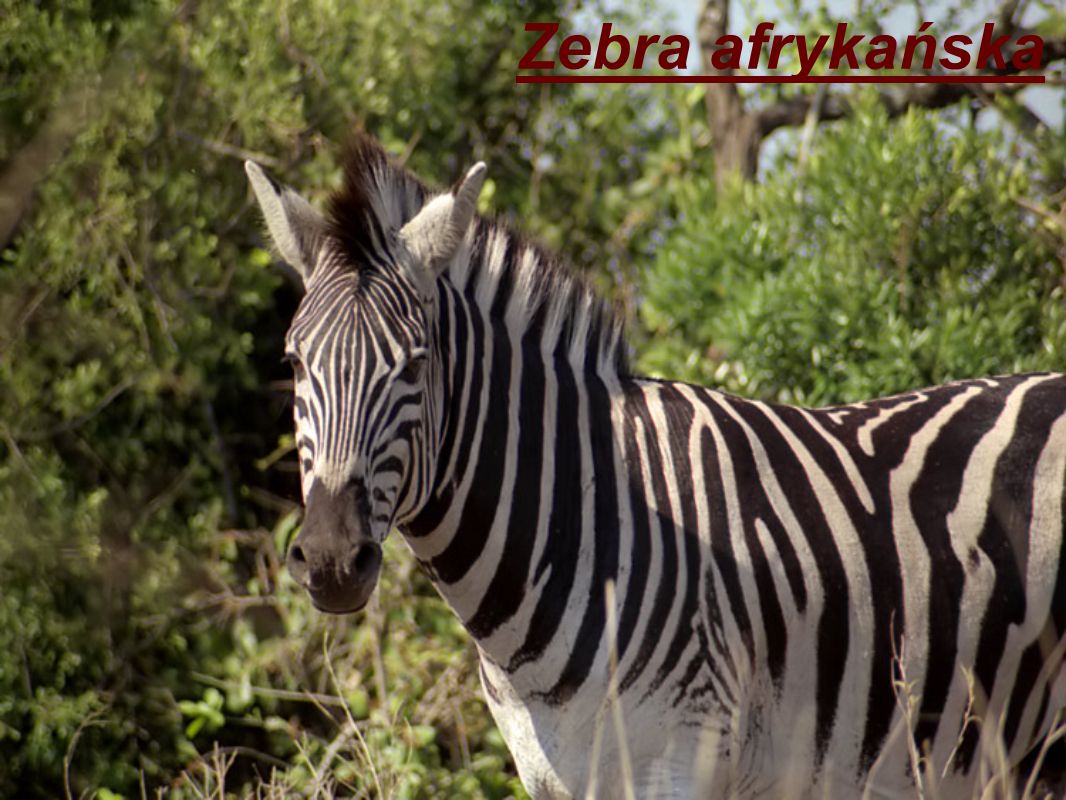 Zebra afrykańska