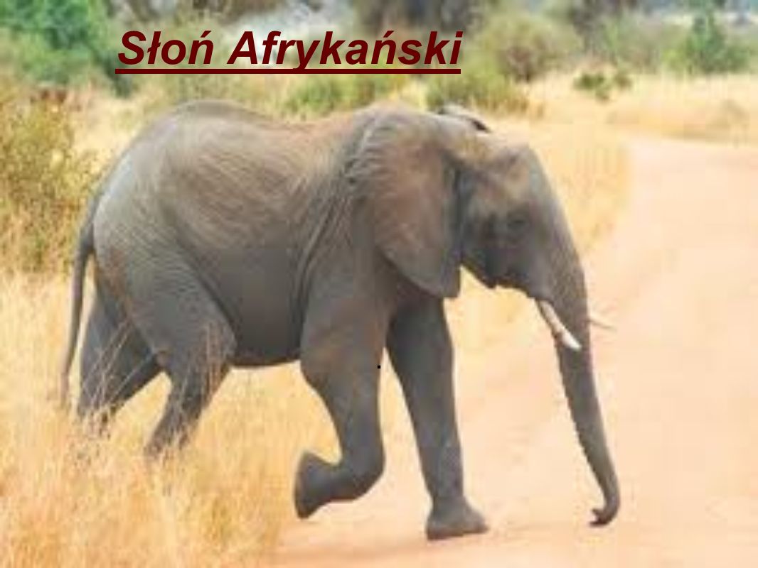 Słoń Afrykański .