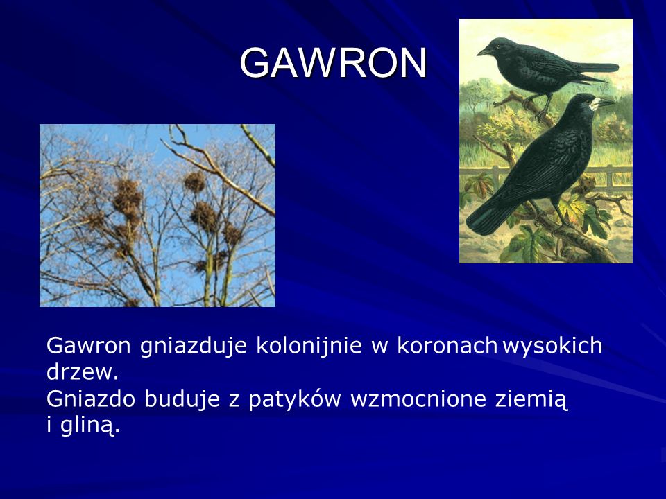 GAWRON Gawron gniazduje kolonijnie w koronach wysokich drzew.