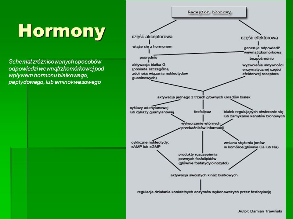 Hormony Schemat zróżnicowanych sposobów odpowiedzi wewnątrzkomórkowej pod wpływem hormonu białkowego, peptydowego, lub aminokwasowego.
