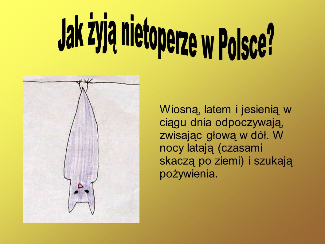 Jak żyją nietoperze w Polsce