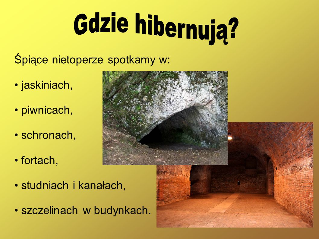 Gdzie hibernują Śpiące nietoperze spotkamy w: • jaskiniach,