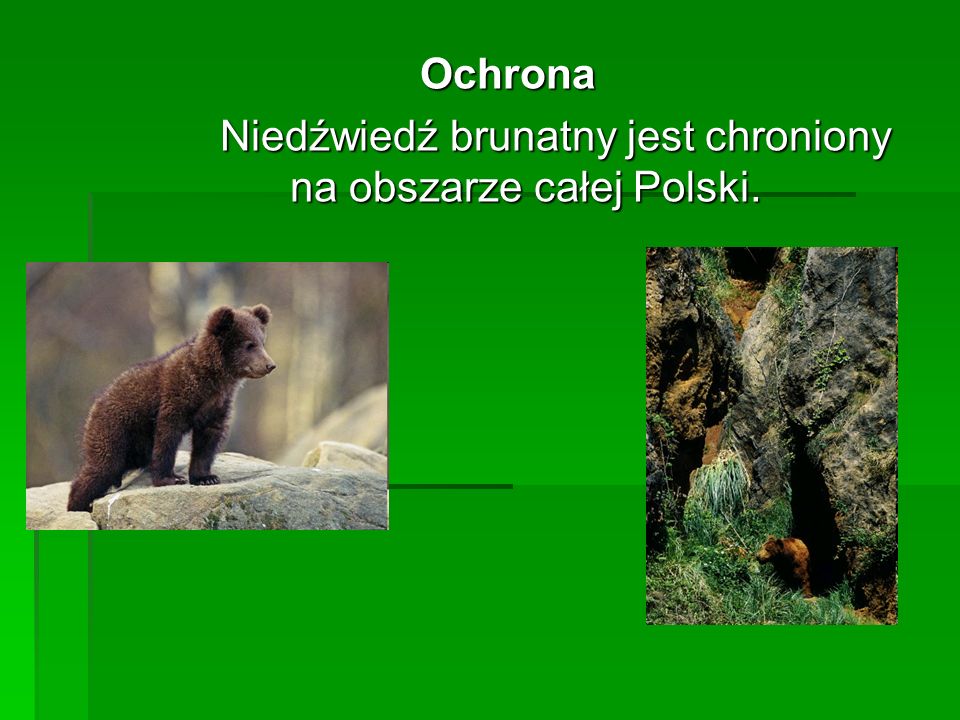 Niedźwiedź brunatny jest chroniony na obszarze całej Polski.