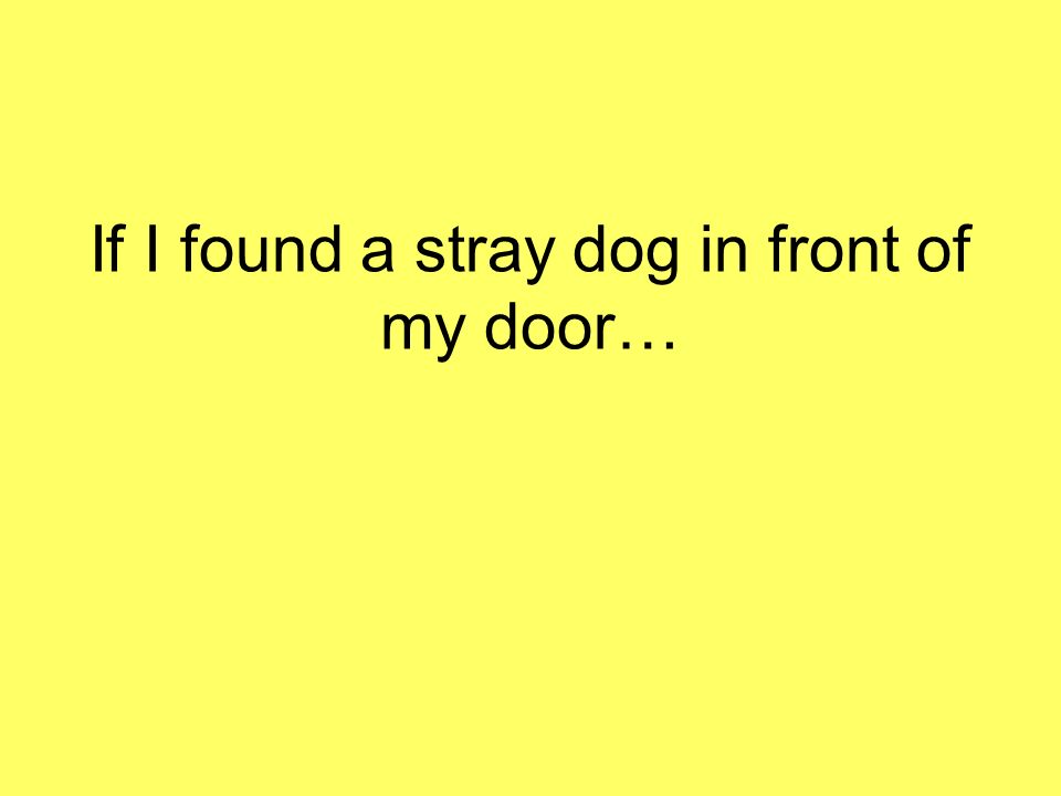If I found a stray dog in front of my door…