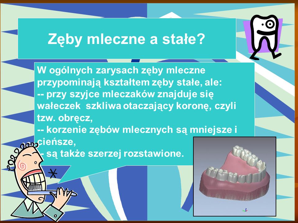 Zęby mleczne a stałe W ogólnych zarysach zęby mleczne przypominają kształtem zęby stałe, ale: