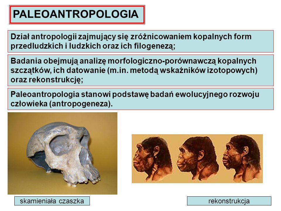 PALEOANTROPOLOGIA Dział antropologii zajmujący się zróżnicowaniem kopalnych form przedludzkich i ludzkich oraz ich filogenezą;