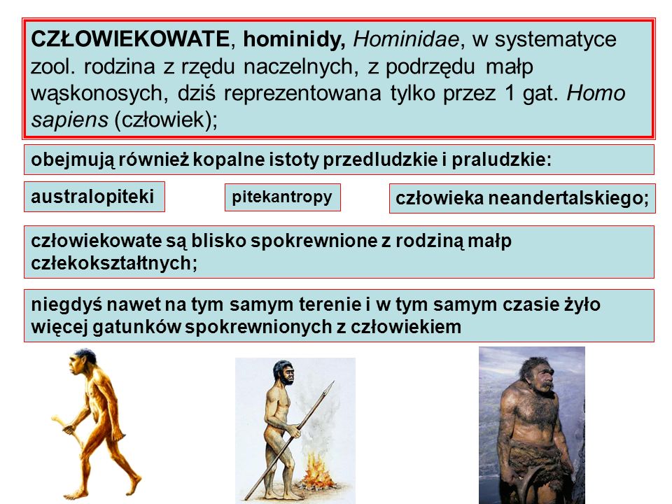 CZŁOWIEKOWATE, hominidy, Hominidae, w systematyce zool