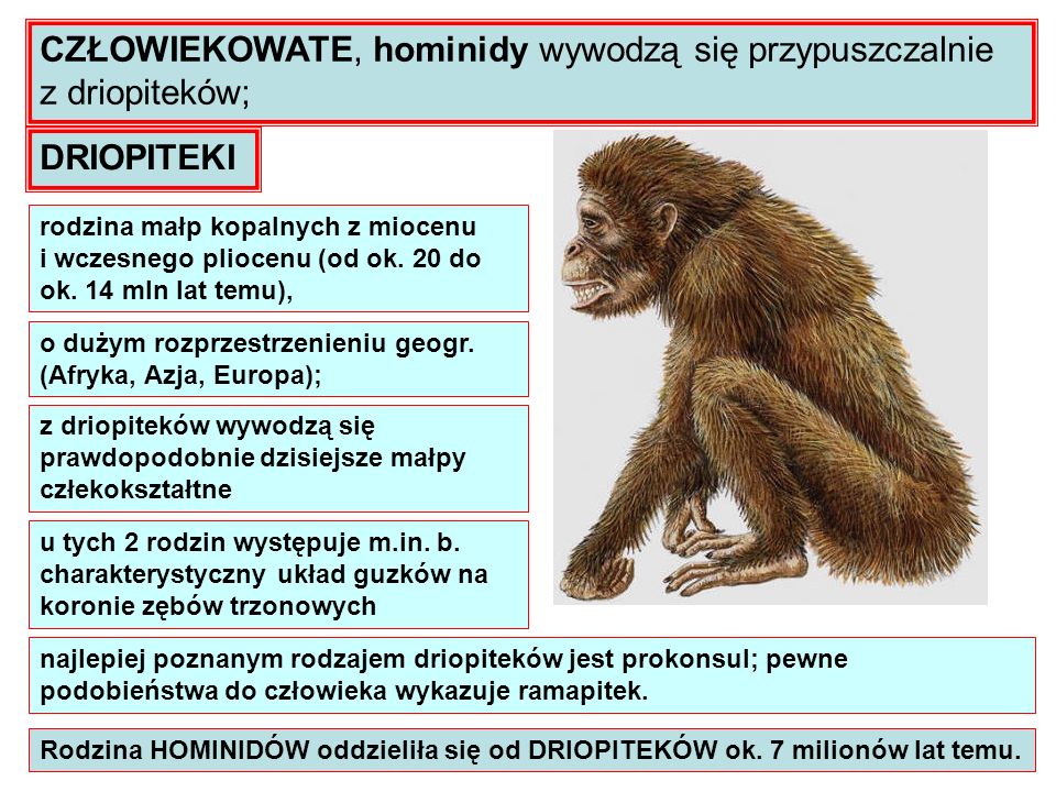 CZŁOWIEKOWATE, hominidy wywodzą się przypuszczalnie z driopiteków;