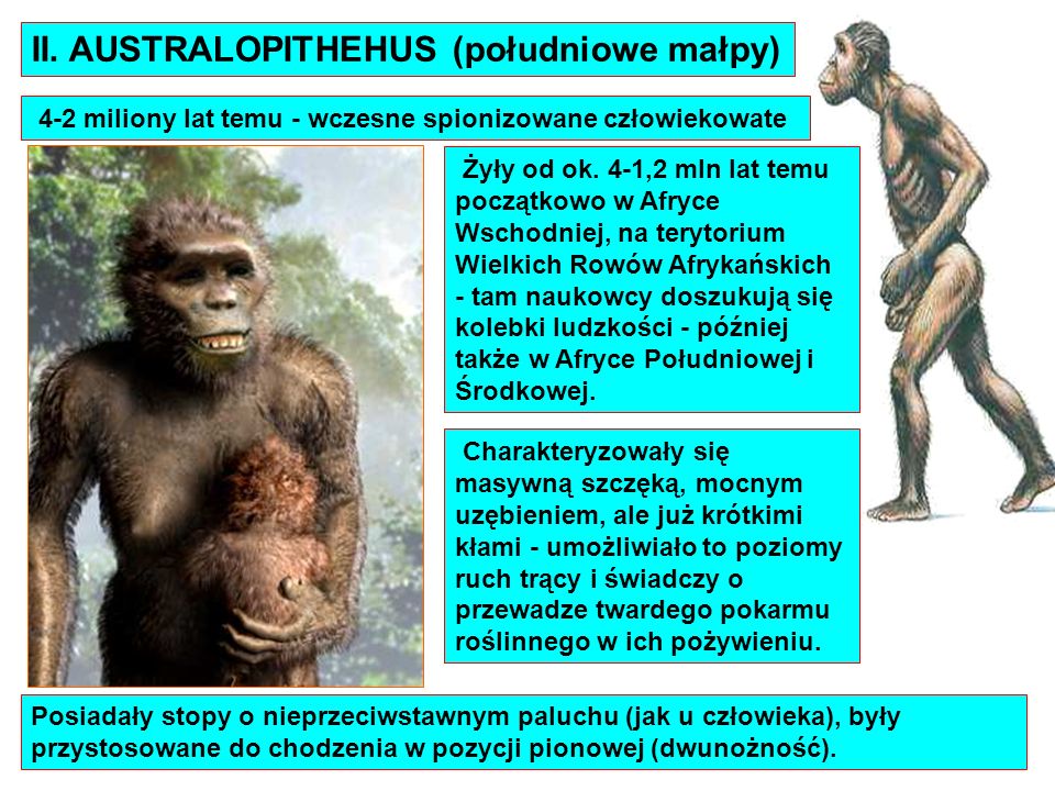 II. AUSTRALOPITHEHUS (południowe małpy)