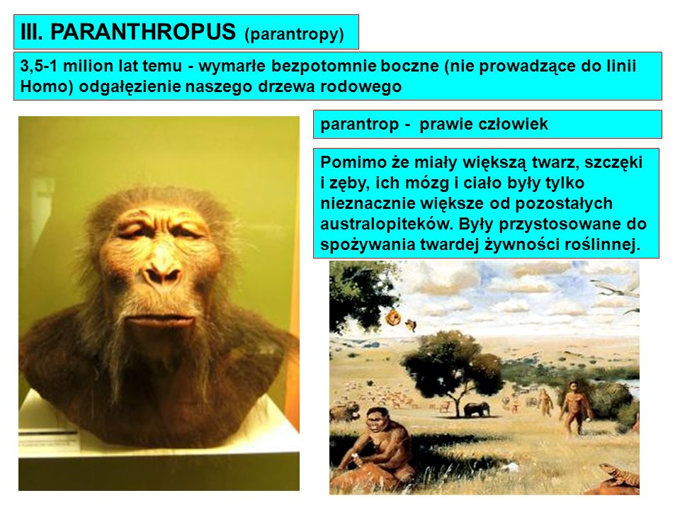III. PARANTHROPUS (parantropy)
