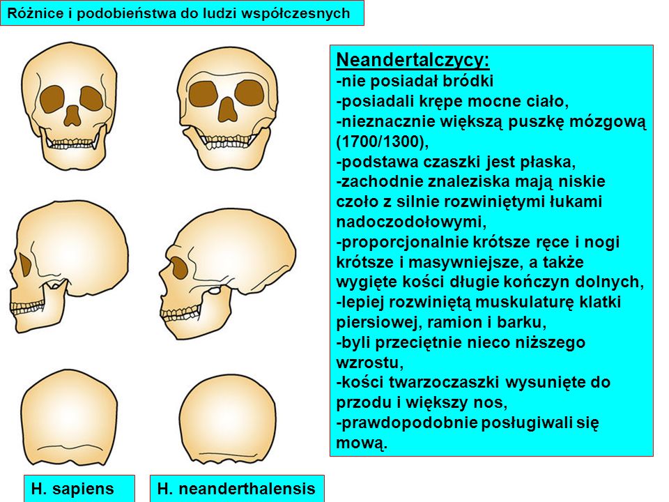 Neandertalczycy: -nie posiadał bródki -posiadali krępe mocne ciało,