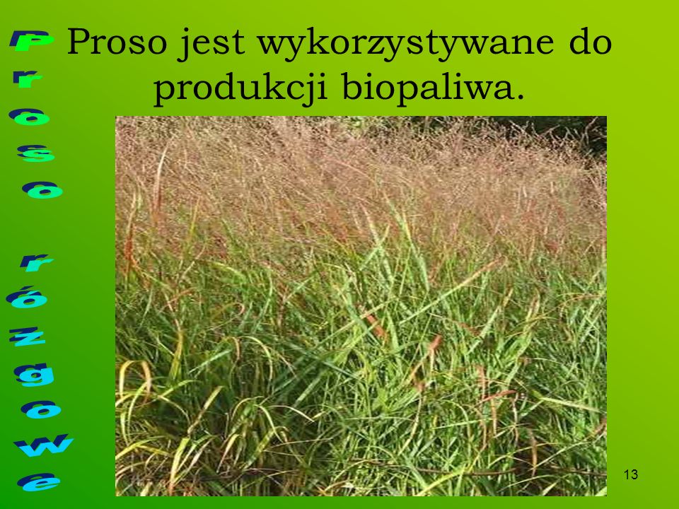 Proso jest wykorzystywane do produkcji biopaliwa.