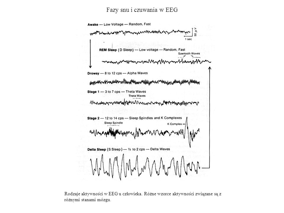 Fazy snu i czuwania w EEG