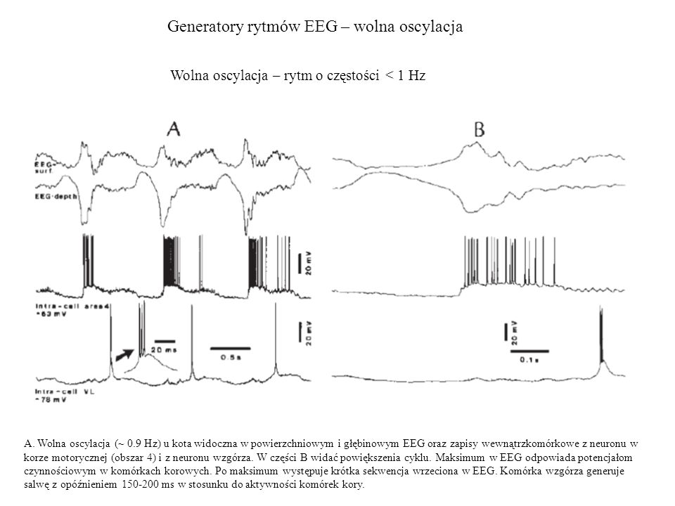 Generatory rytmów EEG – wolna oscylacja