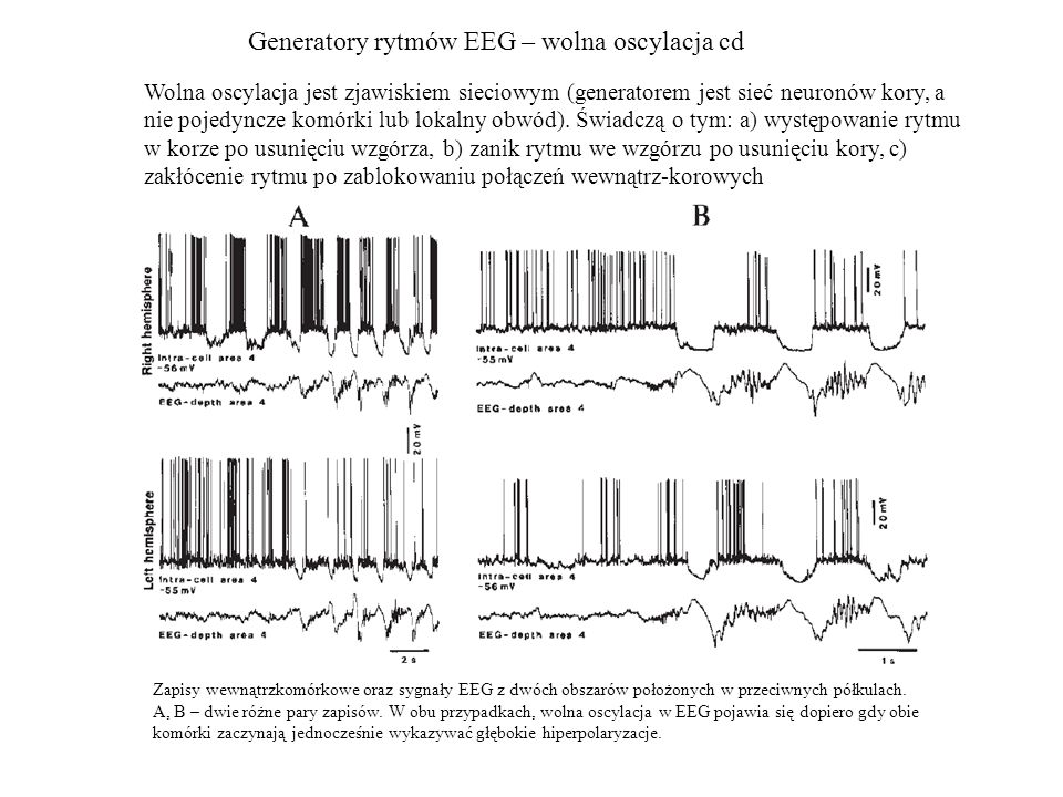 Generatory rytmów EEG – wolna oscylacja cd