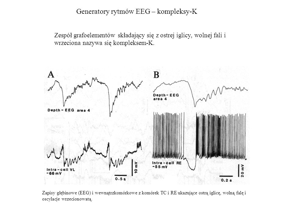 Generatory rytmów EEG – kompleksy-K