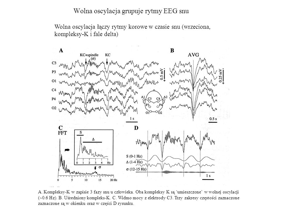 Wolna oscylacja grupuje rytmy EEG snu