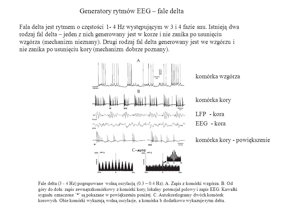 Generatory rytmów EEG – fale delta