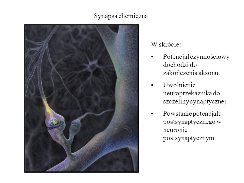 Synapsa chemiczna W skrócie: Potencjał czynnościowy dochodzi do zakończenia aksonu. Uwolnienie neuroprzekaźnika do szczeliny synaptycznej.