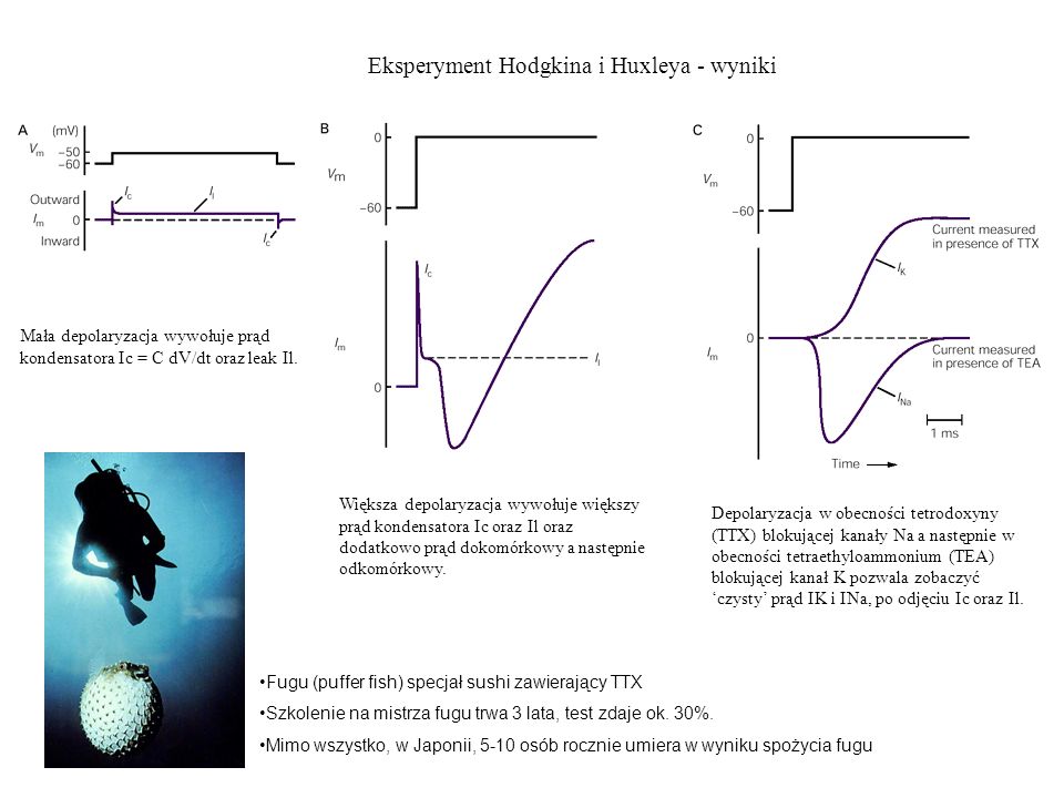 Eksperyment Hodgkina i Huxleya - wyniki