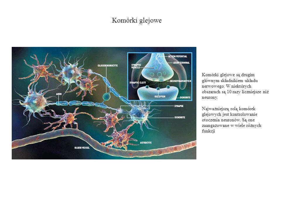 Komórki glejowe Komórki glejowe są drugim głównym składnikiem układu nerwowego. W niektórych obszarach są 10 razy liczniejsze niż neurony.