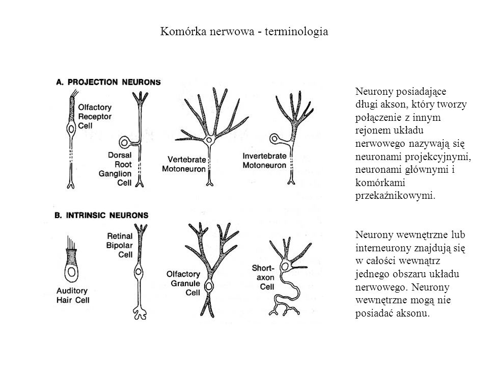 Komórka nerwowa - terminologia