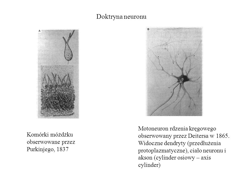 Doktryna neuronu