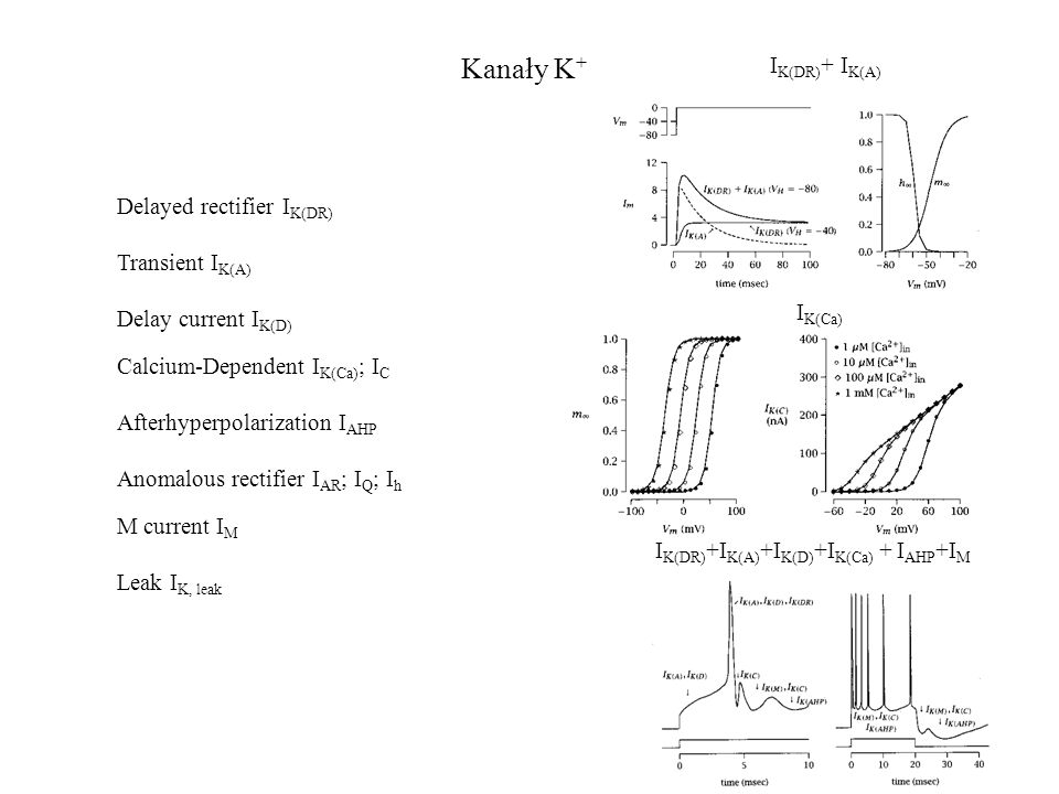 Kanały K+ IK(DR)+ IK(A) Delayed rectifier IK(DR) Transient IK(A)